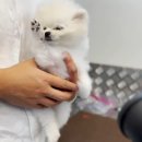 출장펫쌀롱 빙구네 이미지