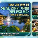백마강오토캠핑장 | 연꽃의 서막을 선점하라 — 궁남지 포룡정 분수 야간 산책 + 백마강 오토캠핑 + 연잎밥 정식 완벽 가이드