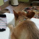 양지종합동물병원 이미지