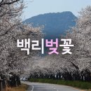 합천 백리벚꽃길 따라 백리 드라이브 이미지
