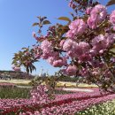 코리아파크 | 2026 태안세계튤립꽃박람회 다녀온 후기 코리아플라워파크(개화상태, 주차)