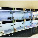 펫퍼스트 24시 강아지분양고양이분양 용인점 | 펫퍼스트 24시 강아지분양 고양이분양 용인점 후기:)