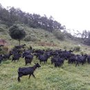 달뜨기흑염소목장 이미지