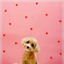 견생의하루 펫살롱 일산본점 이미지