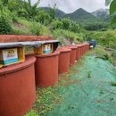 경주 체리 이미지