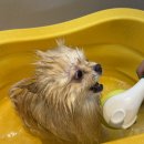 댕댕이 목욕탕 | 멍빨데이 *⸌☻ັ⸍* 포메 씻그기 | 댕댕이 목욕탕