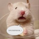 월등한고기쟁이 중산점 | 경산 국내산 삼겹살 추천, 월등한고기쟁이 중산점, 내돈내산 찐후기