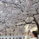 CU 유덕모아엘가점 | 광주 벚꽃명소 광주천 벚꽃 실시간 개화 현황 주차안내