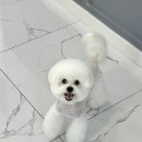 퍼피포유 이미지