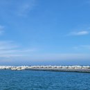 제주전복김밥 - 서귀포시 | 제주전복김밥