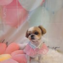 황실 애견미용 살롱 이미지