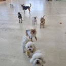 아르멍미르멍 이미지