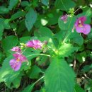 바람의향기 이미지