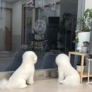 김언니 펫살롱 | [광진구 강아지미용실 추천]김언니펫살롱