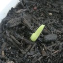 창포농장 이미지