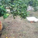 현중농장 이미지