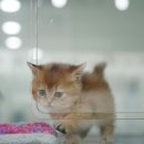 핑크젤리캐터리 이미지