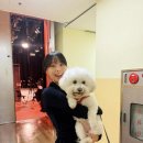 오늘의 강아지 이미지