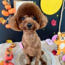 포근포근 | 신길동애견미용 포근포근 푸들 테디베어컷 후기