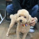 깍독깍dog 이미지