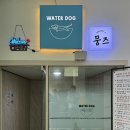 복실강아지 | 부천 애견카페 워터독, 강아지 실내 수영장 &amp; 운동장 솔직 후기🫧🐳