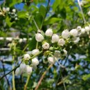 가온하우스 이미지