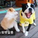 쏘스윗펫살롱 이미지
