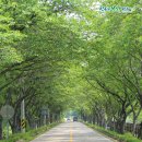 군청 메타세콰이어길 이미지