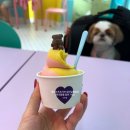 (주)캔소프트 | 제주도 서귀포 애견 동반 카페 캘리소프트서브 성산일출봉점 내돈내산 후기.