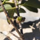 나무 206 이미지