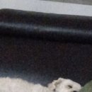 my dog ​​represents me: 이미지