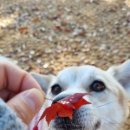 댕댕이블루스 이미지