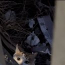 미견미묘 이미지