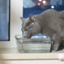 (주)펫꼬뺑이 | 음수량 엄청 늘려준 르꼬뺑 고양이 정수기 후기