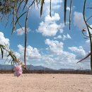 버드나무 이미지