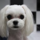 치치펫동물병원 네이버블로그