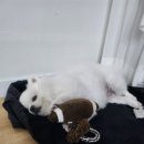 느티나무요정들 펜션 네이버블로그