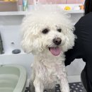 크린멍 이미지
