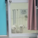 김해 강아지분양 두부네 하루 이미지