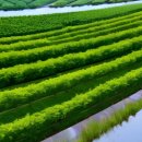 광의농장 이미지