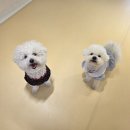 성신유치원 | 성신여대 애견유치원, 성북천 근처에 새로 생긴 애견...헬로우버디 성북점 일일 등원하고 온 후기 (✿◡‿◡)