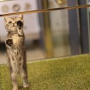 도그마루 강아지 고양이 양산화명점 이미지