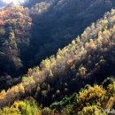 빛-자작나무 이미지