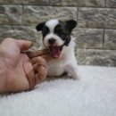 펫티즈 이미지