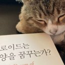 개군칼국수
