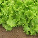 상추밭에돈 이미지