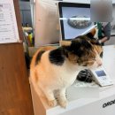 영종역 | 영종역 고양이 카페 언니랑 조카랑 구옥수수