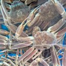 구룡포찜전문점 | 대게닷컴 싱싱한 대게를 직접 보고 고를 수 있는 대게 전문점 구룡포 맛집