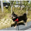 견우애견 이미지