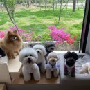 개나리 애견유치원 이미지